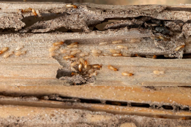 Vidalia, LA Pest Control Company